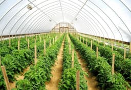 Supporting Local Farmers Through Maya Ra Masala – Story of How Ingredients Are Sourced and Impact on Local Communities